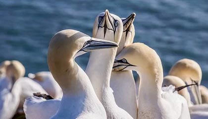 开云体育娱乐-沃特福德五连败令主帅下课，新帅上任后球队积极备战下一轮比赛