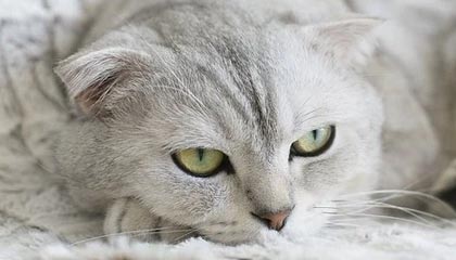 kaiyun体育-炉石传说 职业赛事策略多样化，炉石传说职业比赛是标准还是狂野