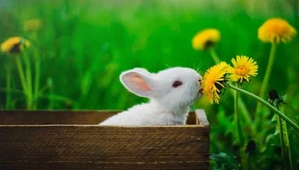 开云下载网址-开拓者进攻受阻主场败给公牛，开拓者vs公牛全场回放